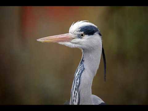 13 Herons  of Europe, Asia, Africa, and Oceania, with Facts and Bird Sounds