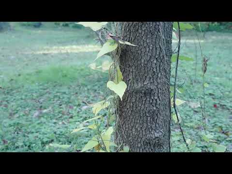 Yukioさん 小石川植物園