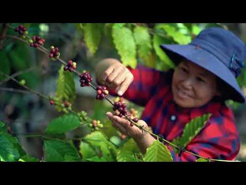 Grown in Peru, Roasted in Lennox Head, New South Wales - Blue Arrow Coffee Roasters