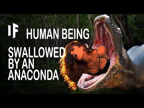 If Human Being Swallowed by Anaconda | Do not keep such pets | Very Dangerous Pets | Anaconda Strike