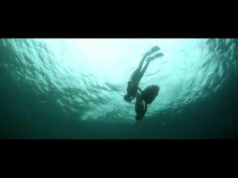 Scuba Diver and Seal | Copyright Free Video Footage