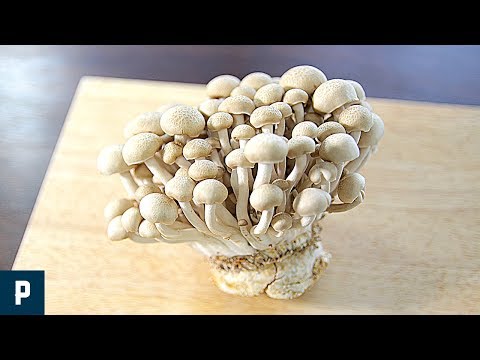 How to cut Shimeji Mushroom