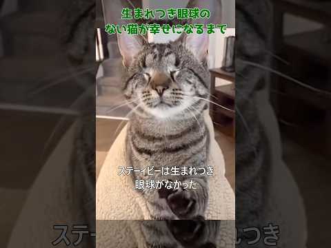 生まれつき眼球のない猫が幸せに#cat #shorts#blind#猫#盲目