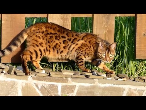 My Cats meets a Bengal neighbor for first time