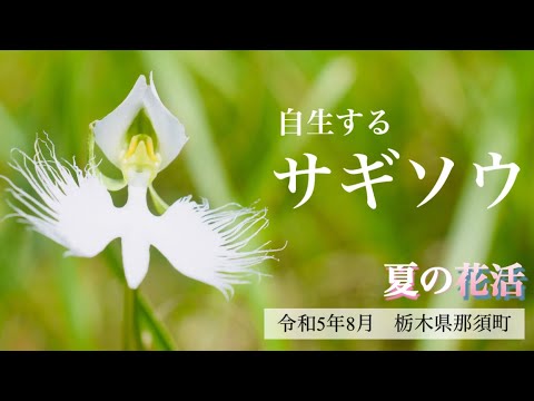 【絶滅危惧種サギソウ】8月　自生地　栃木県那須町笹平湿地