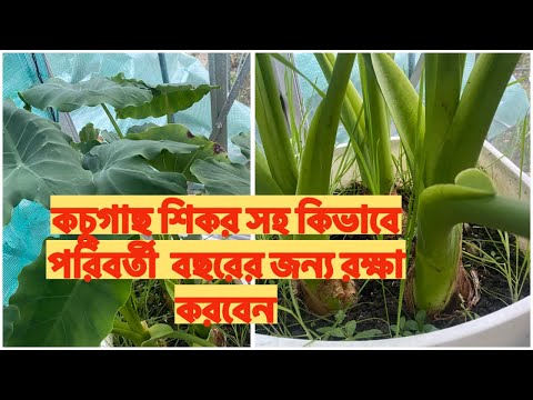 কচুগাছ শিকর সহ কিভাবে পরিবর্তী  বছরের জন্য রক্ষা করবেন