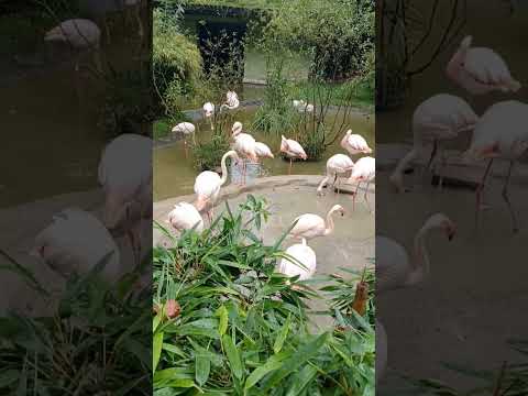 Beautiful Rose Pink Flamingo@Salzburg Austria #shortsviral #asmr #shortsfeed #shortsvideo #short