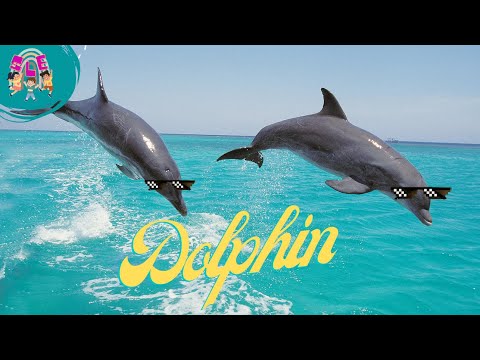 Dolphin Delight: Discovering the Fascinating World of Dolphins | Educational Video for Kids