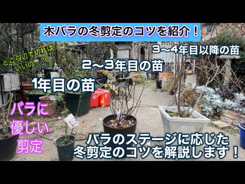 【四季咲き木バラの冬剪定】購入したバラのステージに応じた優しい剪定のコツを解説します！