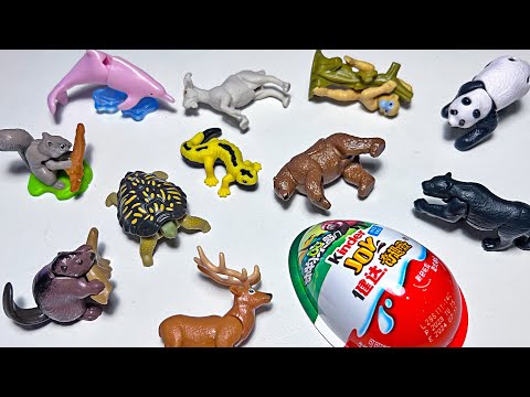 Sea Animals & Wild Animals - Dolphin, Squirrel, Goat, Panda, Beaver, Reindeer, Gecko, Monkey, Turtle