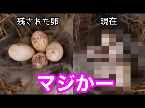 前回のツバメの卵をそのままにしておいたら…