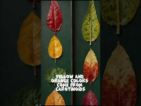 Why Do Leaves Change Colour In Fall #didyouknow