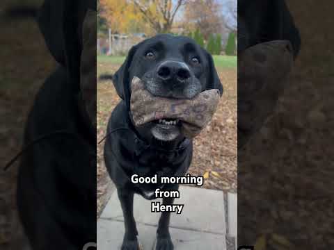 Good Morning from Henry #blacklab #blacklabrador #lablove