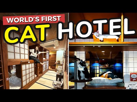 World's FIRST Cat Capsule Hotel in Japan 😸🇯🇵 Sleep while watching cats!