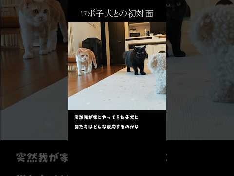 猫とロボ子犬の初対面