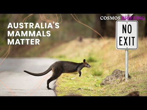 To save Australia's mammals we need to know them | Cosmos Briefing