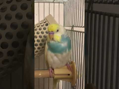 眠すぎて眠すぎる #shorts #セキセイインコ #budgie #かわいい #すいちゃん #眠い