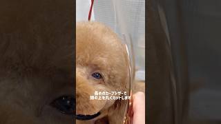 トリマーが教えるプードルのまん丸ベアカット #poodle #トリミングサロン #トイプードル