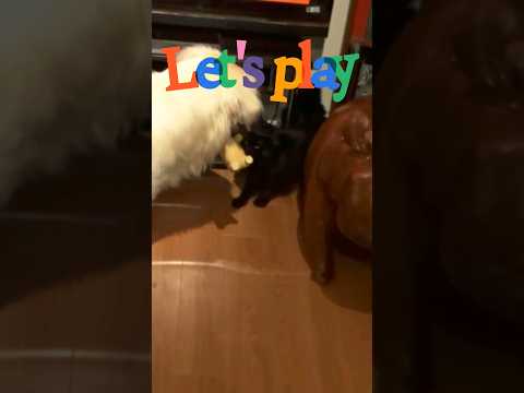 The dog tries to engage the cat to play #shorts #dogs #cats