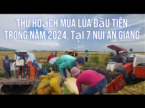 Thu hoạch Mùa lúa hè thu rất vui . tại 7 núi An Giang . Nét Đẹp An Giang