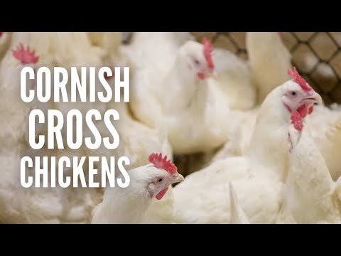 Cornish Cross Chickens: Everything You Need to Know