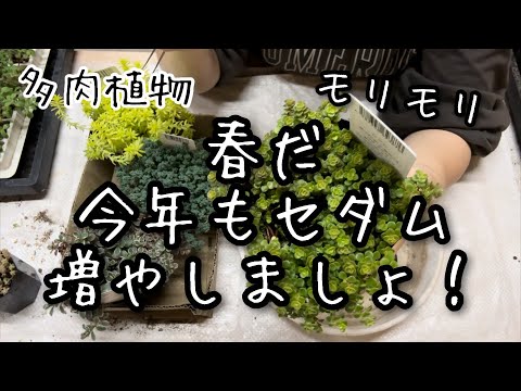 【多肉植物】春だ！今年もセダムを増やす季節が来た！！