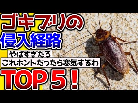 【2ch動物スレ】【閲覧注意】ゴキブリが侵入する経路TOP５！！！→イッチの主観です #昆虫 #生き物