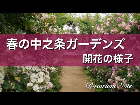 春の中之条ガーデンズ　開花の様子