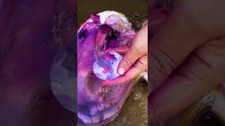 😱😱Giant clams, beautiful purple charming pearls