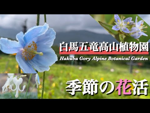 【白馬五竜高山植物園】7月　幻の花と呼ばれる青いケシの花　ハッポウタカネセンブリなど季節の花活をしてきました