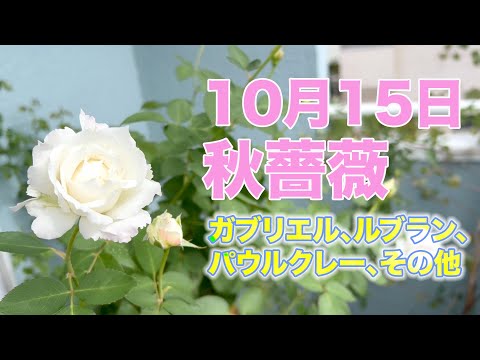 【秋薔薇２】10月15日現在の秋バラの様子！河本ローズ、パウルクレーが咲き出しました！