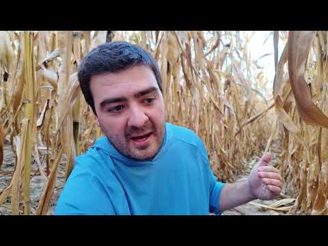 Checking Corn Moisture | Getting Candid in the Corn