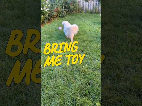 How dog brings me toy #short #dog #goldens #goldenretreiver