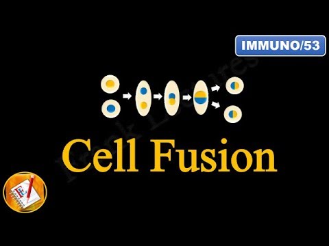 Cell Fusion (FL-Immuno/53)