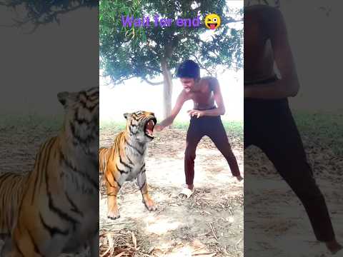 खतरनाक सेर 😡🤬#shorts #funny #funny #tigar #ytshorts