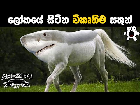 ලොව සිටින විකෘති සතුන්  Most Shocking Animal MutationsAbirahas Gaweshanaya