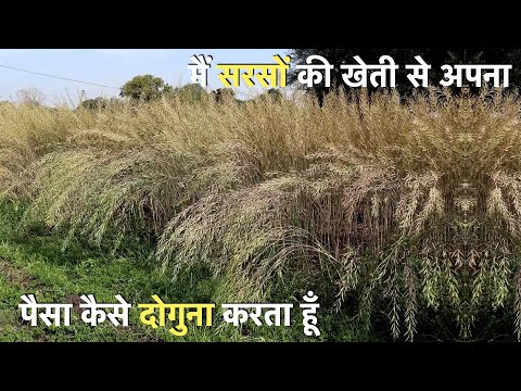 How to do profitable Mustard farming !! सरसों की खेती