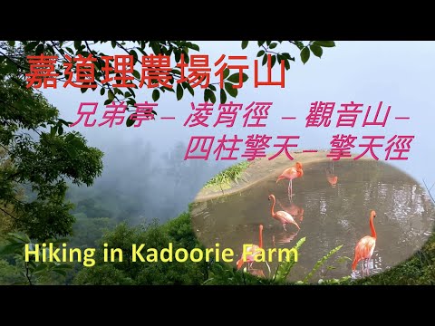 嘉道理農場行山 ～ 兄弟亭 – 凌宵徑  – 觀音山 – 四柱擎天 – 擎天徑 Hiking in Kadoorie Farm ｛山野篇 Hong Kong Hiking｝