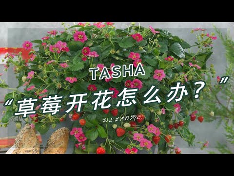 草莓开花怎么办