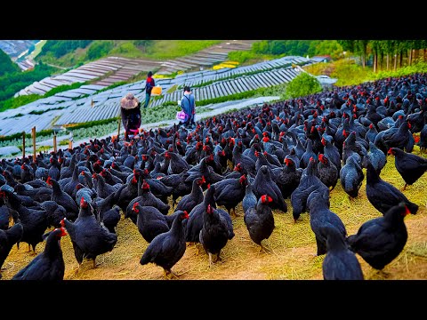 How Chinese Raising Millions of Black Chicken For Eggs and Meat - Black Chicken Farming Technique