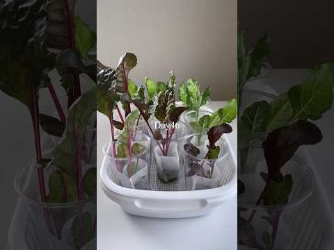 水耕栽培で簡単スイスチャード／Swiss chard grown easily with hydroponics