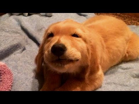 Puppies Talking and Arguing With Their Humans Compilation