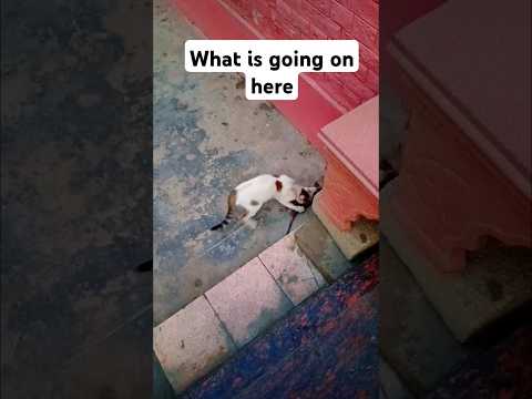 What a strangd behavior of cat towards a dead rat