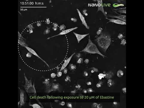 Cell death following exposure to 20 µM of Ebastine