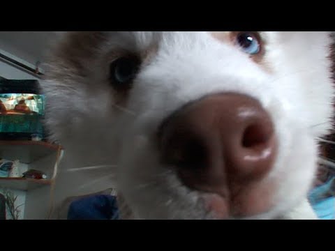 Puppies in the inuit hotel  of the Qausuittuq's village - Nanoq 2007 expedition