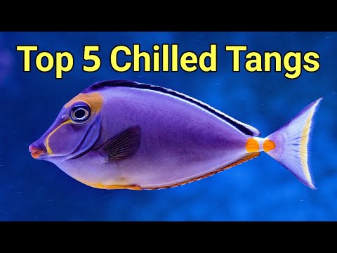 Prestige Reef's Top 5 Peaceful (ish) Tangs | The Prestige Reef Dork Show Ep 68