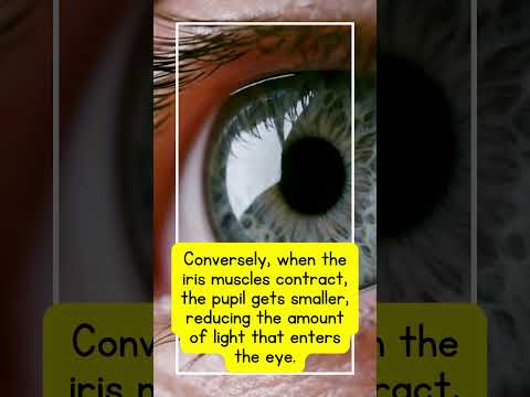 How the iris works - #iris #eyes #eye #pupil #anatomy