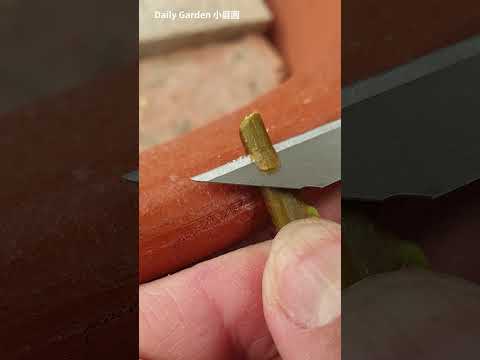 Bougainvillea branch bud  grafting