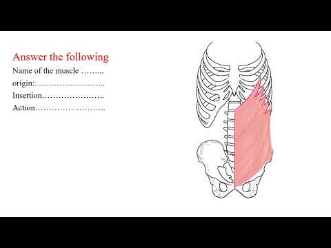 Anatomy   muscle identification