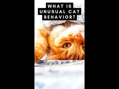 What is unusual cat behavior? #Shorts